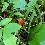 Cristallo 科尔蒂纳丹佩佐