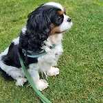 住宿加早餐酒店 Cristallo 3*