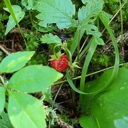 Cristallo 코르티나 담페조