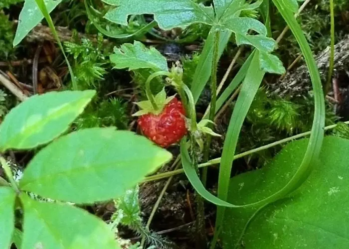 Cristallo Cortina d'Ampezzo