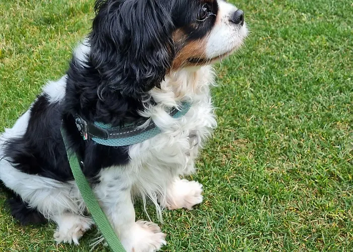 Bed & Breakfast Cristallo 3*